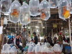Pembeli dari Luar Kota Ramaikan Pasar Ikan Hias di Parung