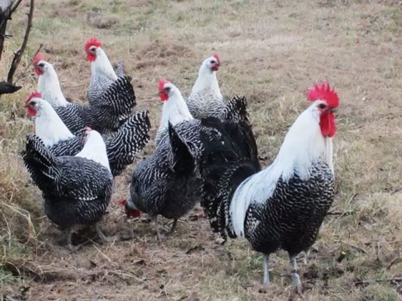 Peluang Beternak Ayam Arab 1 Ekor Bisa Hasilkan 230 Telur