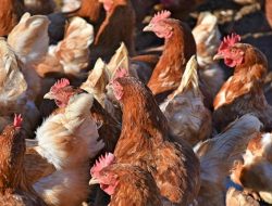 Peternakan Ayam Petelur di Mukomuko Berkurang 10 Unit Usaha