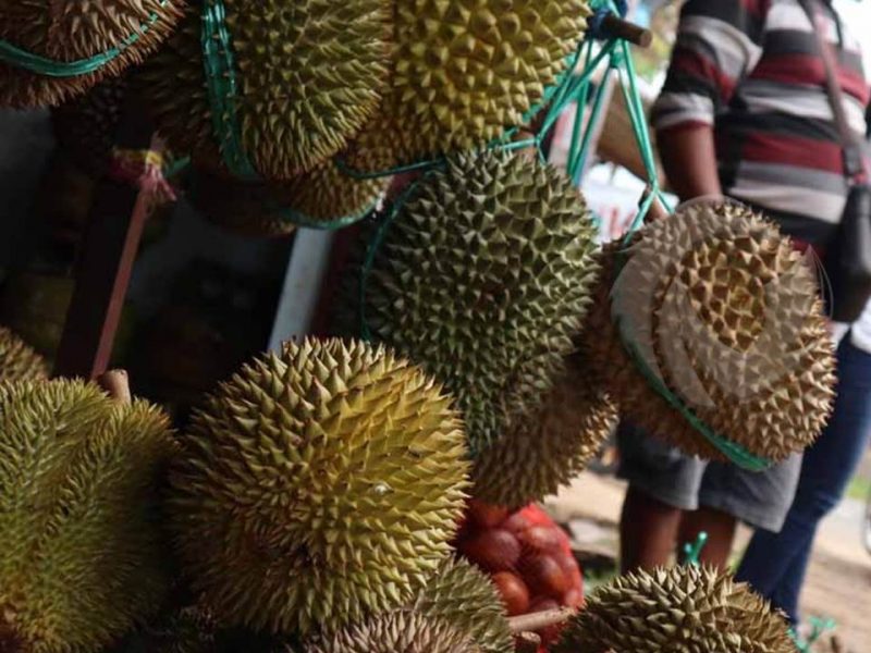 Harga Masih Tergolong Mahal, Durian Wonosalam Sudah Mulai Digemari