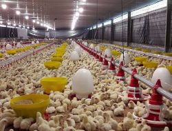 Intip Peternakan Ayam Milik Edi Sumadi yang Sukses dengan Bantuan Lagu Dangdut