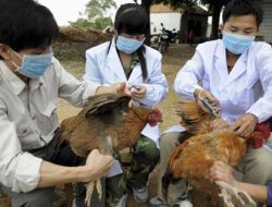 Laporkan 67 Kasus Dugaan Flu Burung, Harga Daging Ayam & Telur di Korsel Melesat