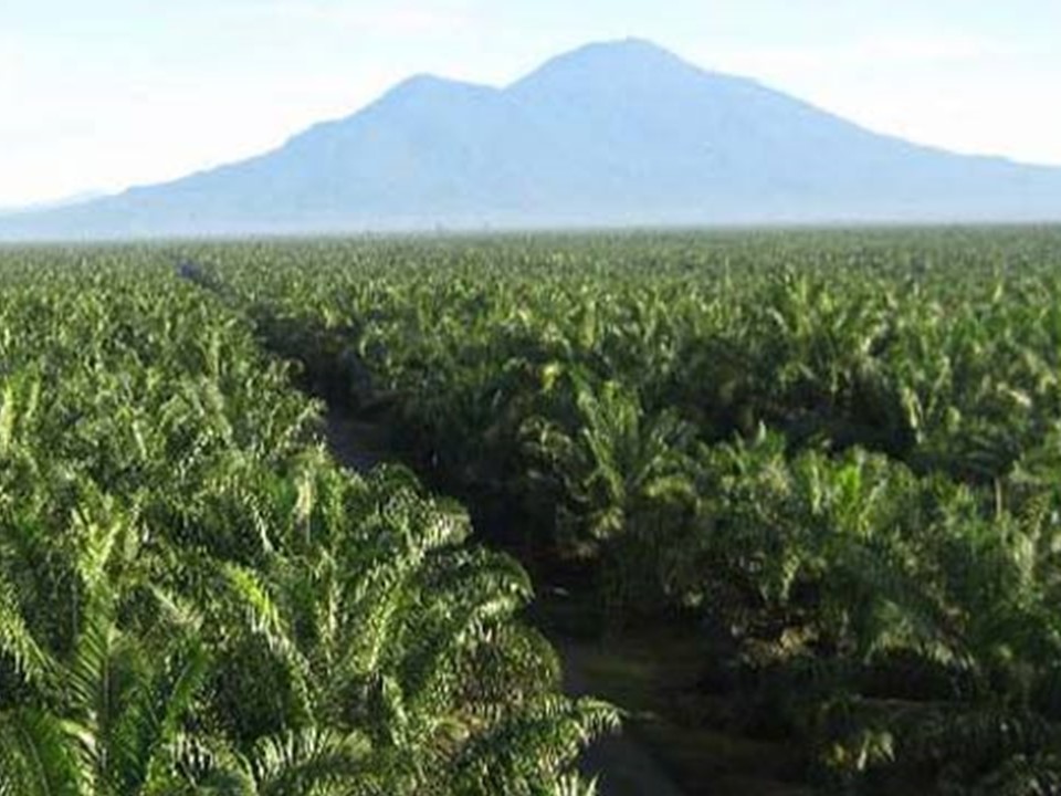 Perkebunan Kelapa Sawit