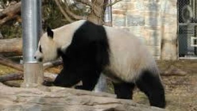 Di China, Kotoran Panda Didaur Ulang Jadi Tisu, Harganya 10 Kali Lipat