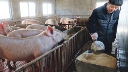 peternakan babi di china