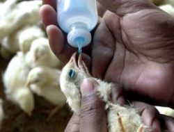 DKPP Kabupaten Kediri Bantu Peternak Vaksin AI untuk Ayam Petelur