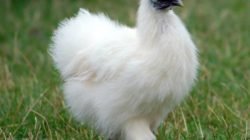 Ayam-Kapas