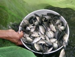 KKP Salurkan Bantuan Benih dan Calon Induk Ikan Kepada Pembudidaya di Cianjur