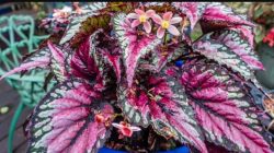 Begonia Rex