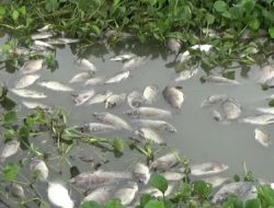 Penjelasan BMKG Soal Cuaca Buruk yang Mengakibatkan Ribuan Ikan Mati Mendadak