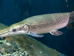 Ikan Aligator ditemukan di Sungai Jogja, disarankan Tidak dipelihara