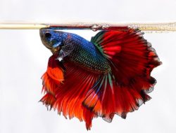 Balai Riset Budidaya Ikan Hias Rekomendasikan Pakan Ini untuk Ikan Cupang