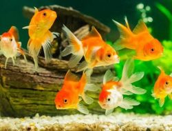 Tips Agar Ikan Mas Koki dapat Hidup Bertahun-tahun