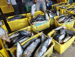 Nilai Ekspor Perikanan Sumatera Barat Naik Drastis di Awal Tahun