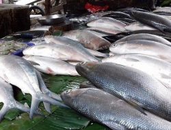 Jelang Imlek, Pedagang Ikan Bandeng “Musiman” Bermunculan