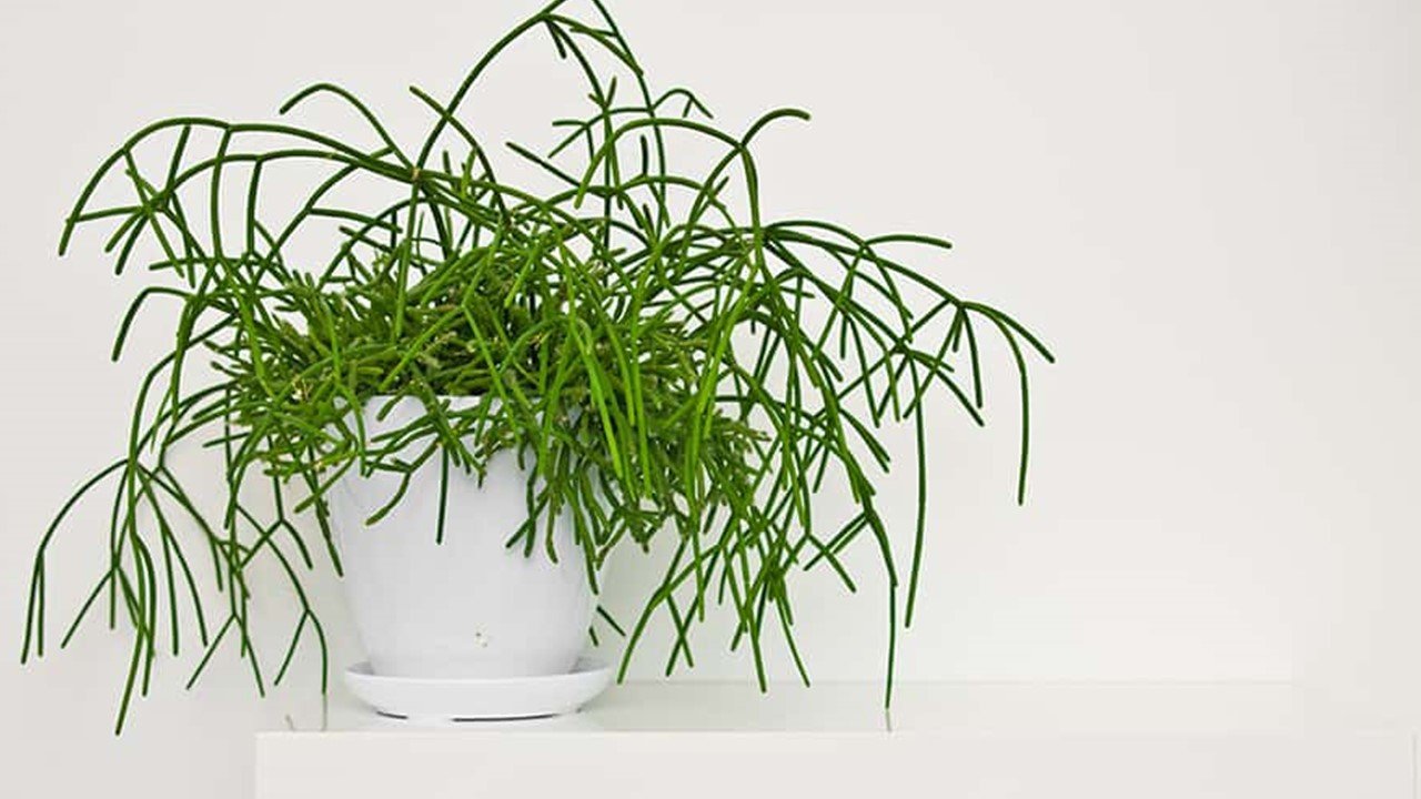 Kaktus Mistletoe (Rhipsalis baccifera)