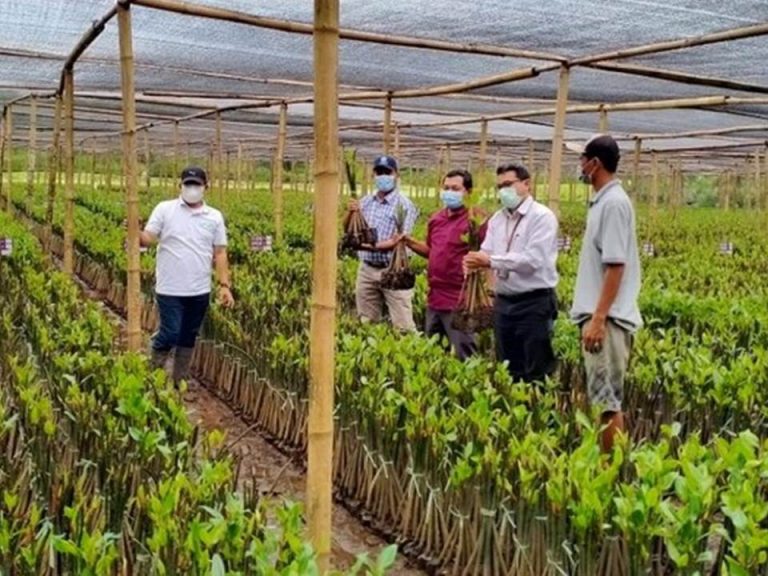 Membangun Kebun Bibit: Langkah-langkah Sukses dalam Pembibitan Tanaman Massal