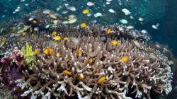 Kondisi terumbu karang di Raja Ampat