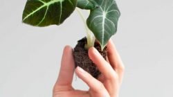 Alocasia Black Velvet