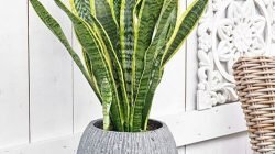 Sansevieria Trifasciata