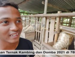 Pelajar SMK Berhasil Ternak Puluhan Domba dan Mampu Bayar SPP Sendiri, Simak Kisah Inspiratifnya!