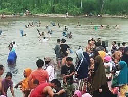 Warga Lekok Lombok Utara Ramai-ramai Tangkap Ikan Ipun di Muara Kali Segara