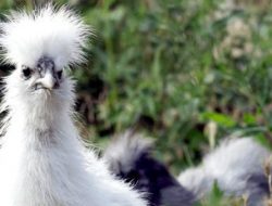 Panduan Budidaya Ayam Kapas bagi Pemula, Ayam Unik Berjari 5 Asal China