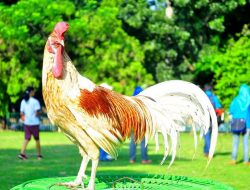 Simak ! Tahap-tahap Memulai Ternak Ayam Bekisar, Sederhana dan Mudah