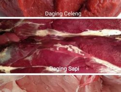 700 Kg Daging Celeng Ilegal Dimusnahkan,  Ini 6 Cara Bedakan Daging Celeng, Sapi & Babi