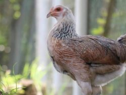 Hanya 6 Tahap! Panduan Lengkap Beternak Ayam Kampung Cara Semi Intensif 