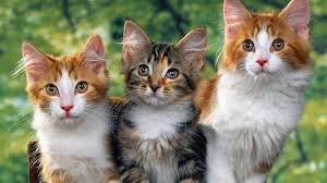 kitten