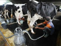 Sinergi Dispangtan Cimahi dan Kelompok Ternak Sapi Perah Hasilkan Olahan Susu Siap Jual