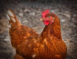 7 Tips Sederhana Beternak Ayam Joper, Sangat Cocok Bagi Pemula