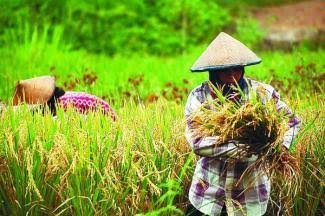 petani