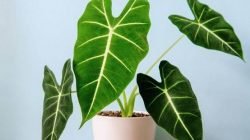 Alocasia Frydek