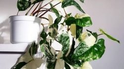 Syngonium
