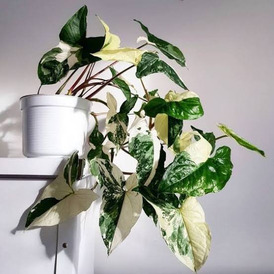 Syngonium podophyllum