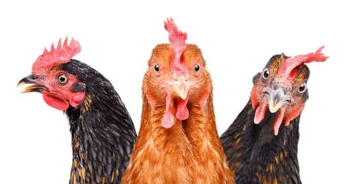 ayam lucu