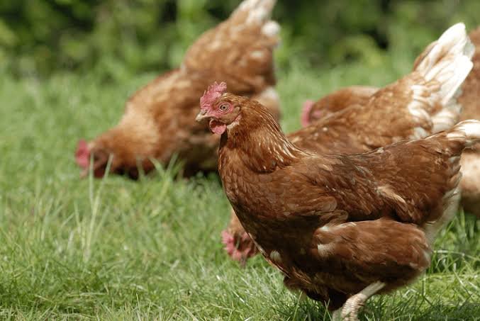 Ternak ayam ras