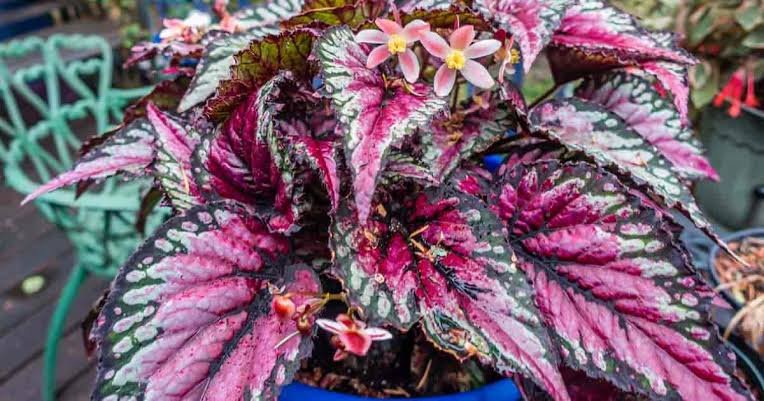 Fancy Leaf Begonia - The REX