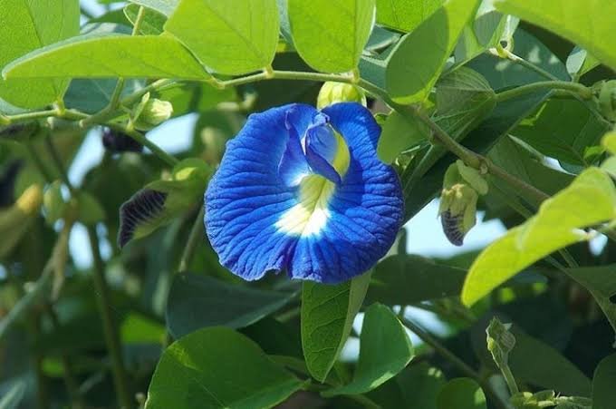 bunga telang (Clitoria ternatea)