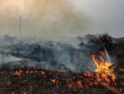 Terkait Karhutla, Pemprov Riau: Ada 100 Perusahaan Teken Komitmen
