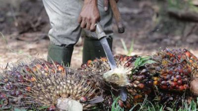 Pemerintah Dihimbau Kembangkan Inovasi Pemanfaatan Bioenergi dari Limbah Pertanian