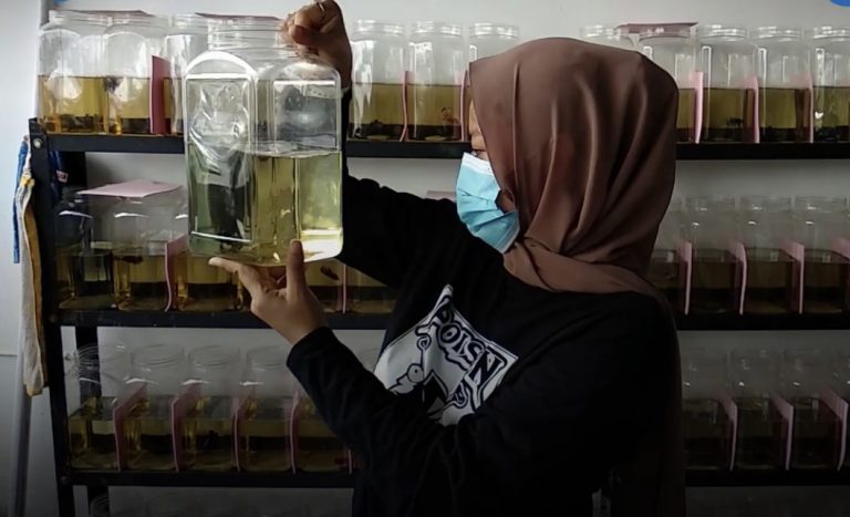 Omset Jual Beli Ikan Cupang di Kota Medan Raup Jutaan Rupiah Tiap