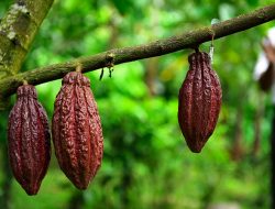 Semakin Berkualitas, Ekspor Kakao Jembrana Diakui di Pasar Internasional