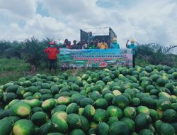 Petani Semangka di Kabupaten Muba Panen 20 Ton Semangka