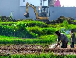 Pemerintah Siapkan Insentif bagi Petani untuk Mencegah Alih Fungsi Lahan Pertanian