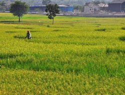 Menkeu RI: Sektor Pertanian Jadi Kunci Pemulihan Ekonomi Indonesia