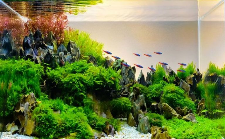 Ini 7 Jenis Ikan Hias yang Cantik dan Murah untuk Aquascape - Mediatani