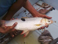 Ayo Kembangkan Ikan Lokal, Ini Cara Budidaya untuk Ikan Jelawat